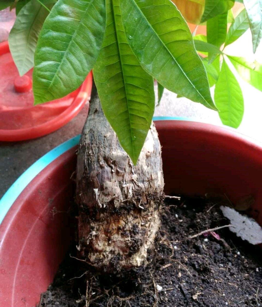 17大吉祥花,客厅有空间一定要养上一盆,好看又好养,养人又旺家