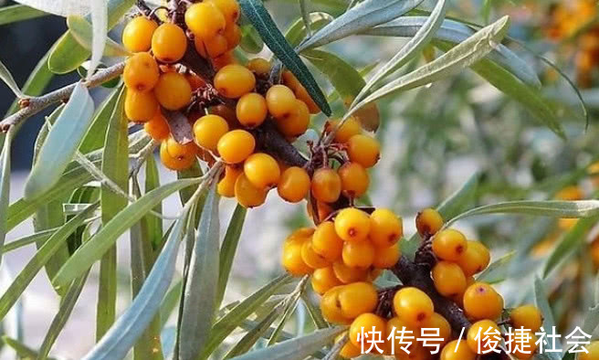 零食|女性晚上当零食吃几颗，不光养肝护肝，淡化雀斑，延缓衰老