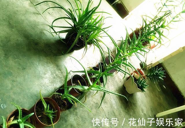 木立芦荟|初次尝试养花,选什么植物好盆栽此4款,搁室内漂亮又好养!