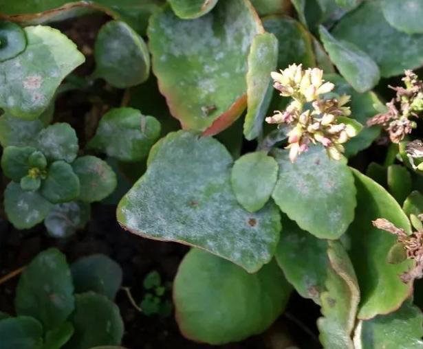 养花高手想要练成大神,处理这6件事就得游刃有余