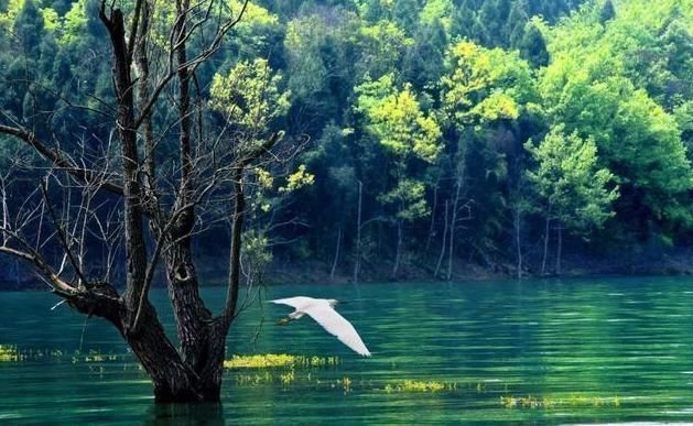 垫脚石@鬼谷子:心软之人多是无福之人,牢记这3句话,福气一天比一天多