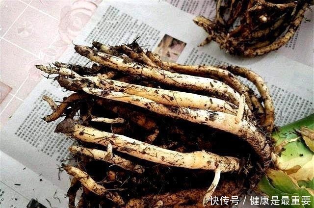 入秋后给君子兰换盆,操作5要点,轻松服盆,状根叶绿开花早!