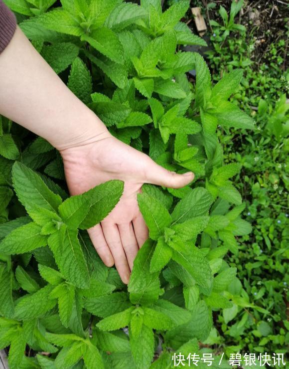 养花|家里养这5种花,怎么折腾也不死,养一盆爆一盆,懒人也合适