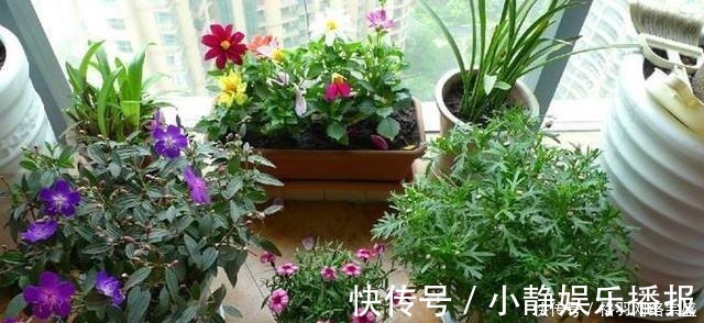 老花匠养花从不用啤酒、淘米水，仅在盆里倒点“它”，养啥爆啥！