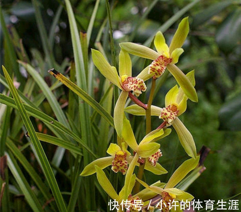 养护春蕙兰，此几点做不到，小心消苞千万注意