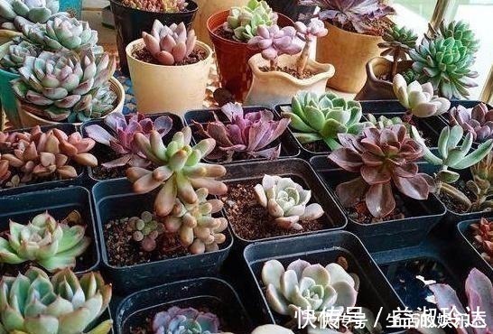 补水|给多肉浇水是门学问,5种方法,让你弄清楚该如何正确补水!