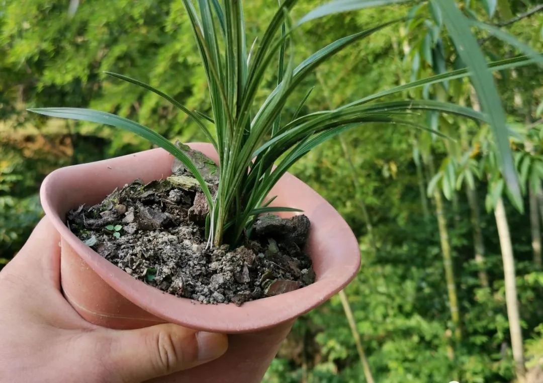 兰友|如何看待兰花的僵苗？兰花会僵苗的原因只有这4个，教你处理方法