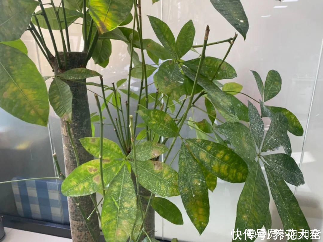 月季|养花“黑名单”实在太难养，心累
