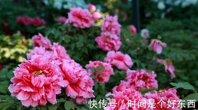 名花|被誉为我国十大名花之首，花色艳丽，香味扑鼻，雍容华贵还好养！