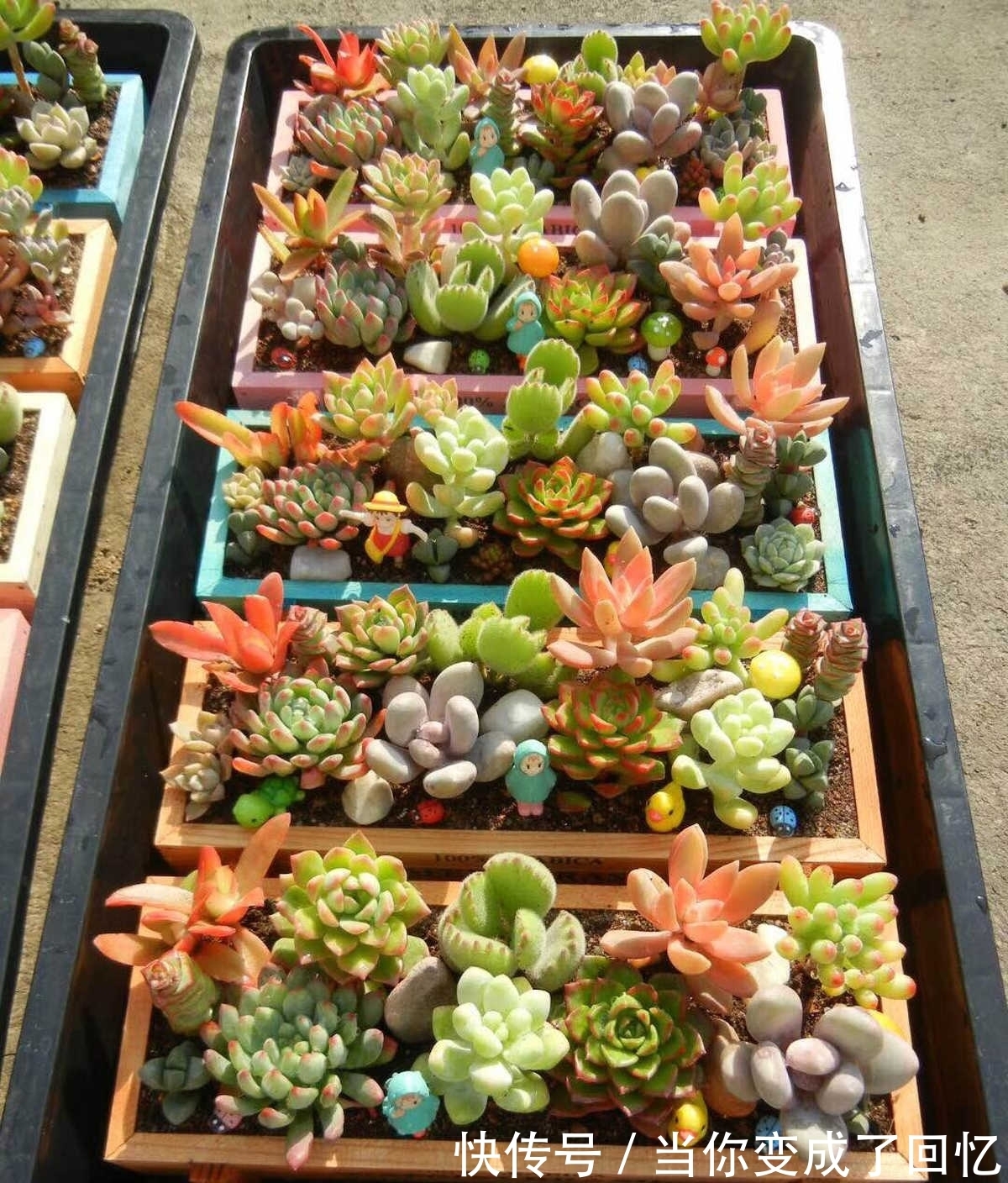 关于多肉拼盘,4个要点不能忘,不然很难养好