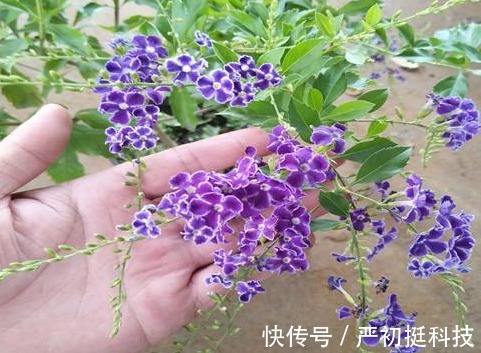 蕾丝|养花就养“姿态曼妙”的，花瓣边缘镶嵌着花波，如蕾丝花边太美了