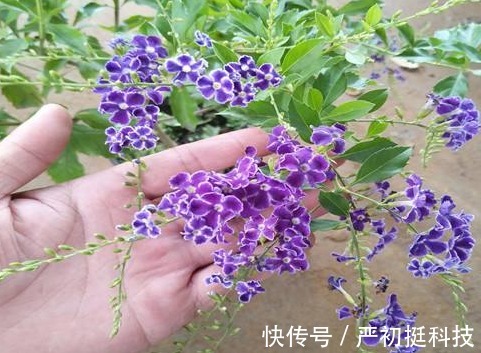 蕾丝|养花就养“姿态曼妙”的,花瓣边缘镶嵌着花波,如蕾丝花边太美了