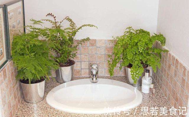6种“洋气花”，厕所里养的旺，臭味吸光，卫生间变小花园
