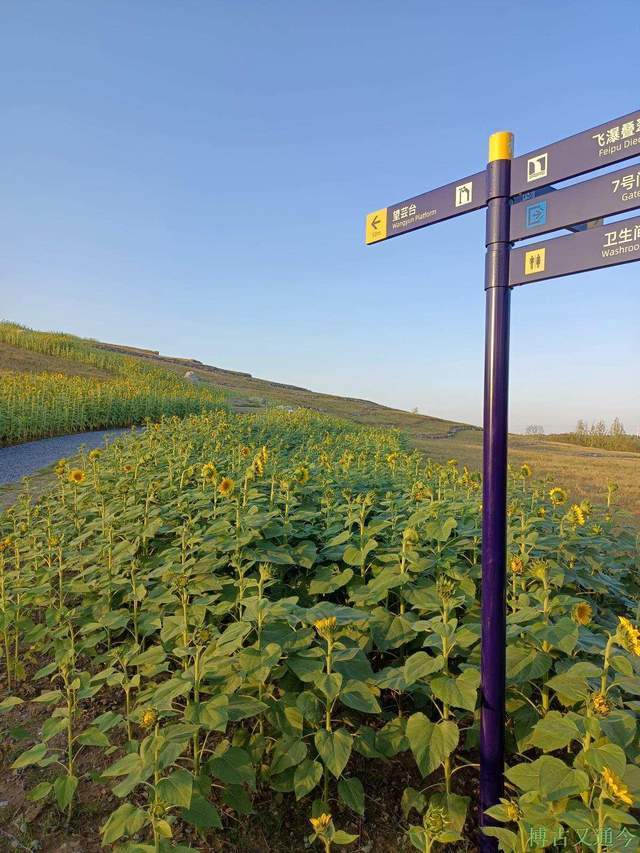 金色季节之温榆河公园西园（上）， 万朵葵花向阳开