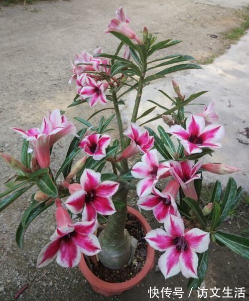 虎尾兰|客厅适合养的5种“耐旱花”，1个月不用浇水，反而爆盆！
