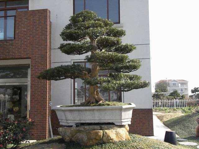 3种名贵盆景山上遍地有,教你养护技巧,个个价值高造型佳