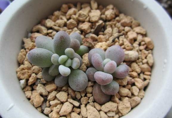 一棵小桃蛋的成长记，即使之然一身也不放弃生长，萌新萌化了