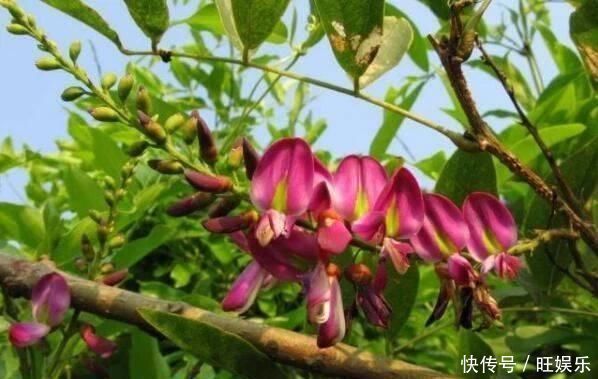 这东西,俗称“鸡血藤”,枝条红如鸡血,目前极其珍贵,遇见是福