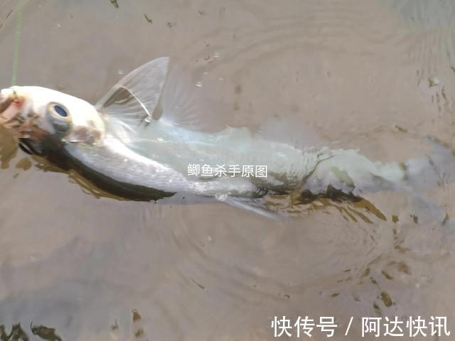 钓友|罕见!四川三岔湖“翘嘴鱼王”被人钓上岸,钓友反馈:抱不动啊