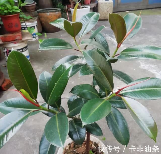 枝繁叶茂|别人养的橡皮树枝繁叶茂像大树，是因为你没掌握养护技巧