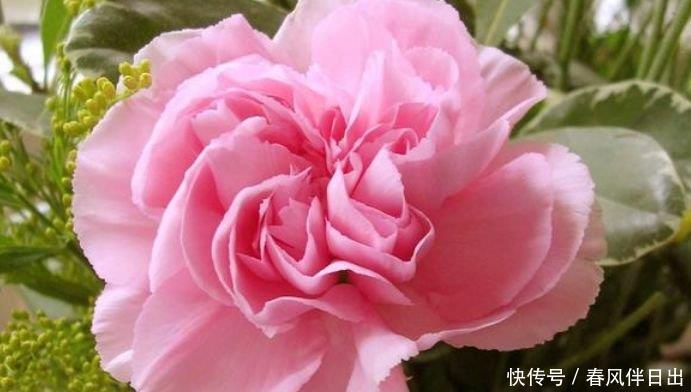 好运来|4种“女神花”，名字好听花更美，开花“红又旺”，好运来！