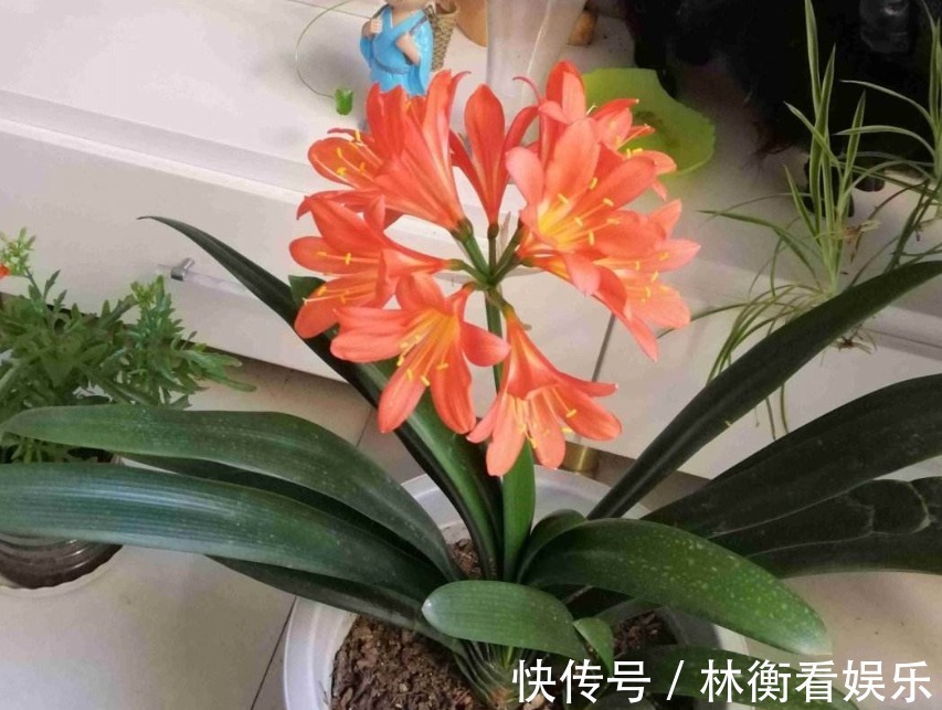 土君子兰|君子兰养了10年不开花,就是这个原因,看完就明白了!