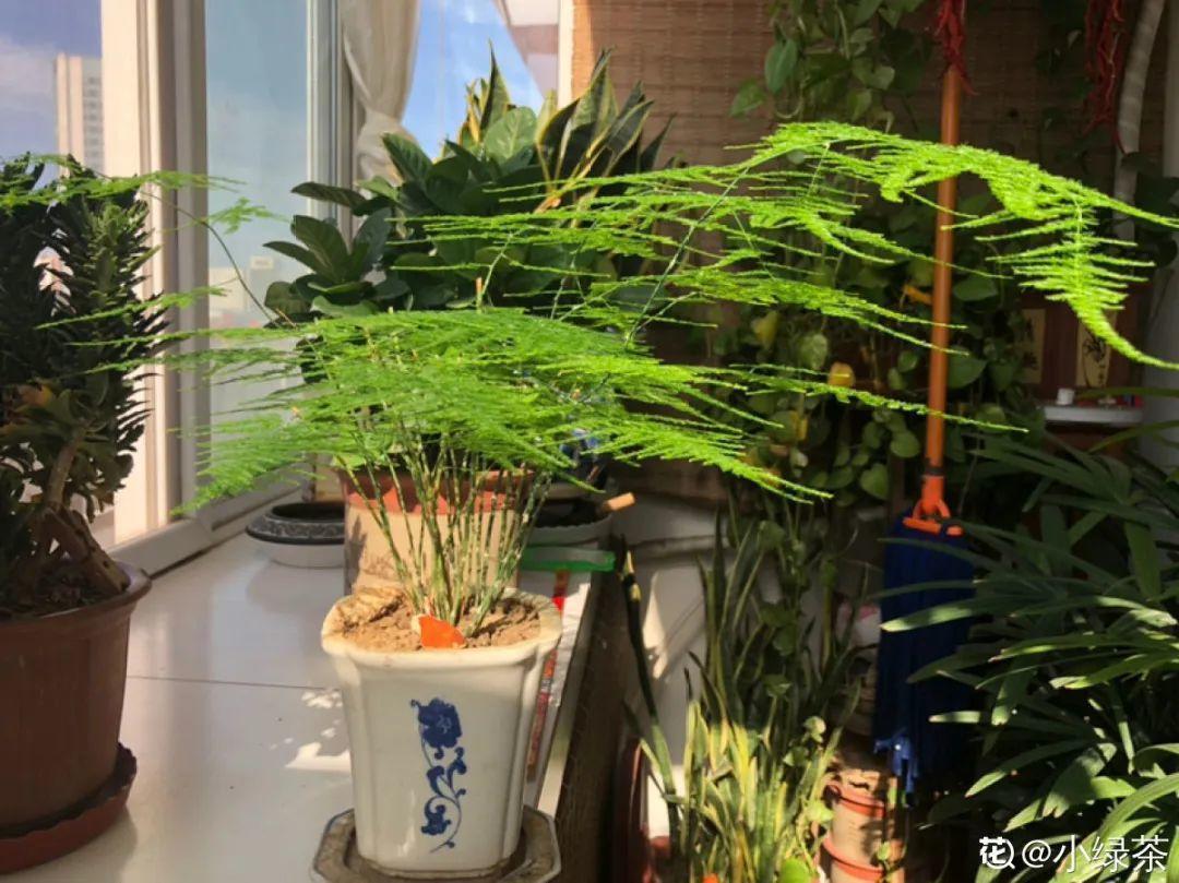 龟背竹是“吸废气”高手,家里放一盆,门窗紧闭也能空气清新!