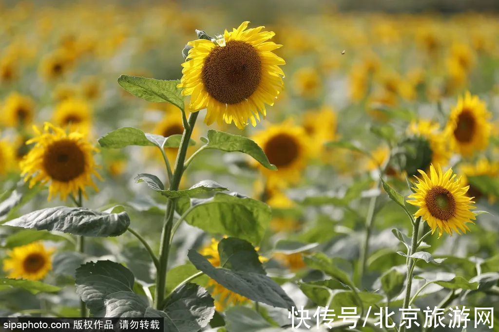 花海|金秋去哪看向日葵花海？这三处强推！有的还能露营~