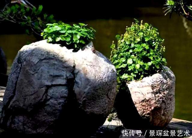 花盆原来也有这么讲究,别给你家树桩盆景选错了!