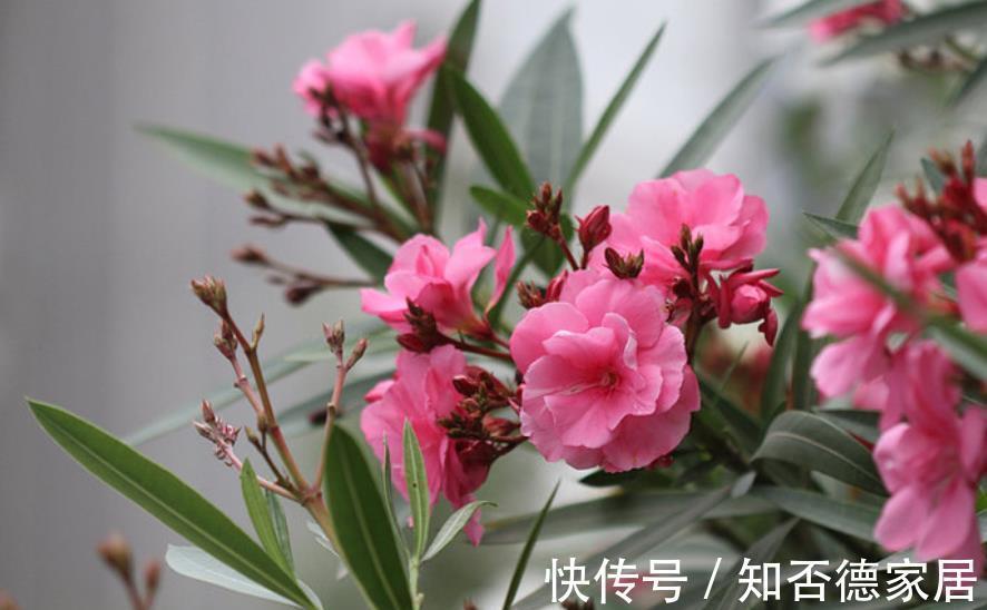 盘点|盘点十款有毒花,再喜欢也别养在家里,你家养过几种?