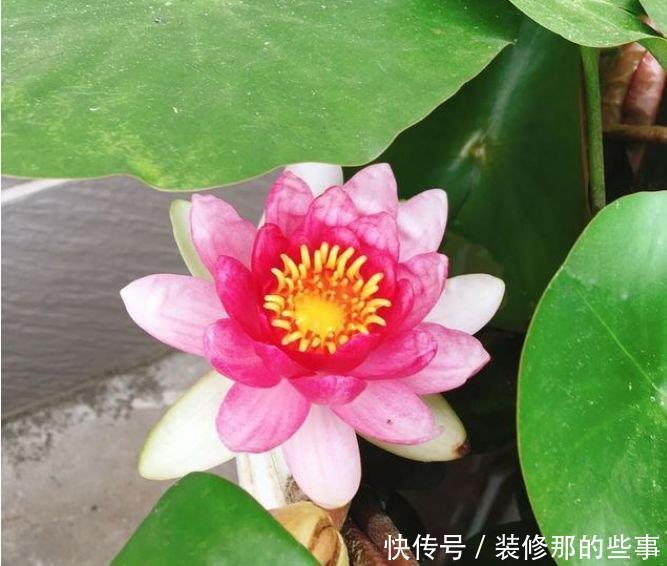 3种花现在养刚刚好，夏天开花很漂亮，开花不断，花朵多又艳