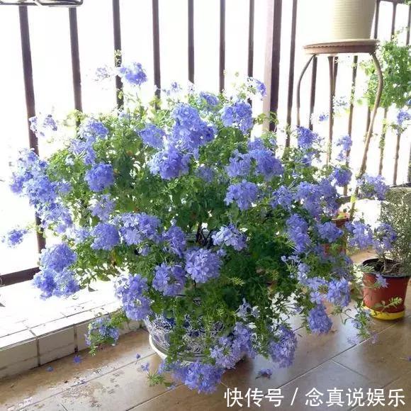 水溶液|3种花卉，真是勤奋的“好孩子”，整个夏天都在开，花苞比拳头