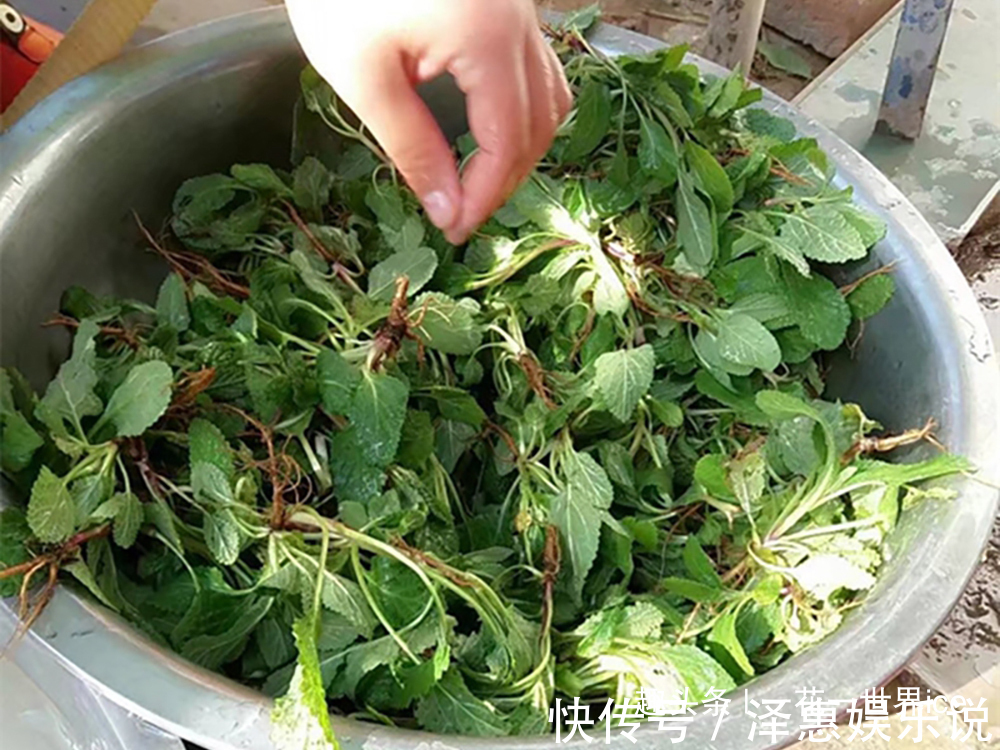 食用价值|又臭又难看，农民却当成宝，嫩叶是极品野菜，晒干还能泡茶喝