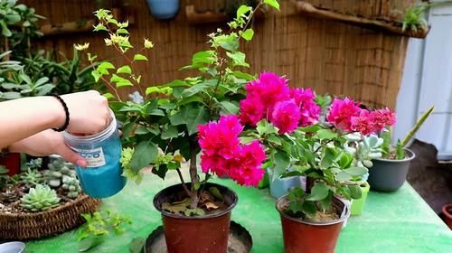 三角梅开败了?狠狠心,用3个“高招”,挤满新枝芽,又爆二茬花