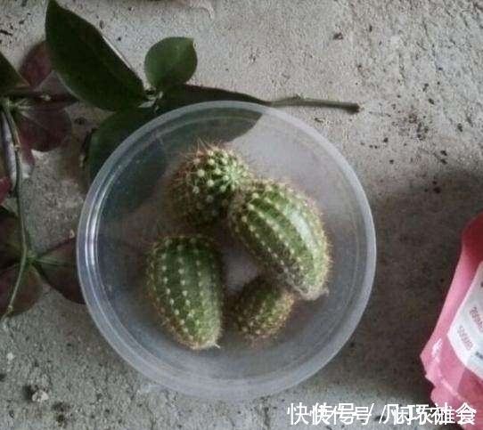 叶仙|成功将仙人球叶仙嫁接一起,成品非常漂亮,园艺家出千元购买