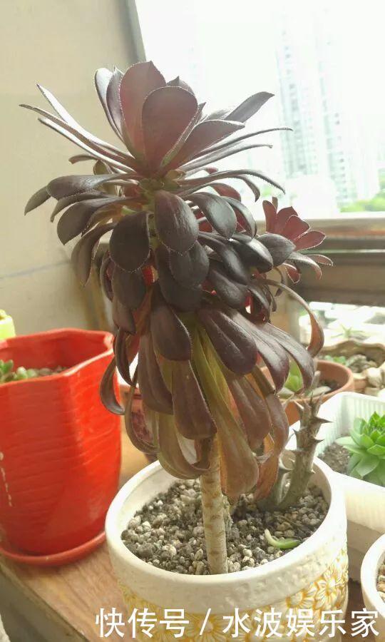 品种|多肉狠心砍1刀,窜出一圈新芽,花盆都容不下它了!