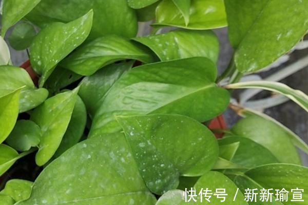 忌讳|古人都说：“一颗绿萝七个鬼”，家中为什么忌讳养绿萝？