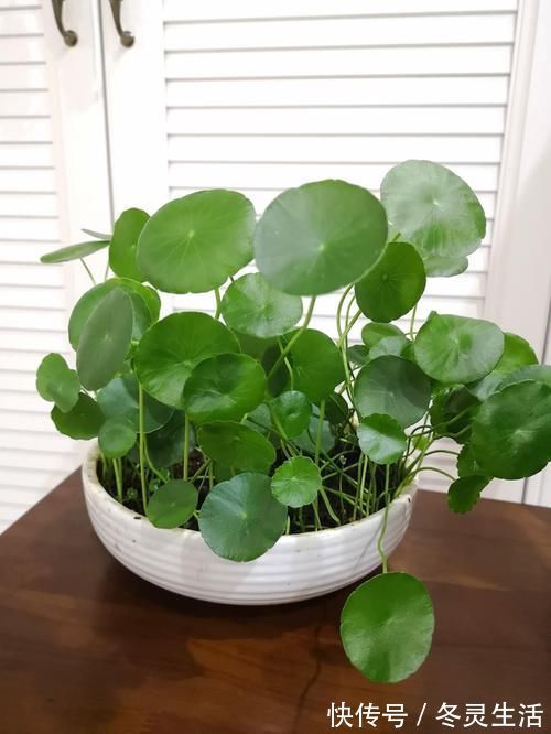 回顾2020年家庭花卉“8巨头”:第1种年年火,第4种人人爱