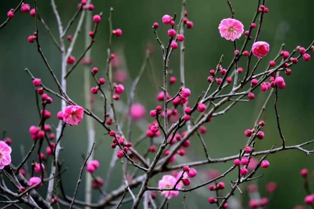 这个季节赏花踏青刚刚好~