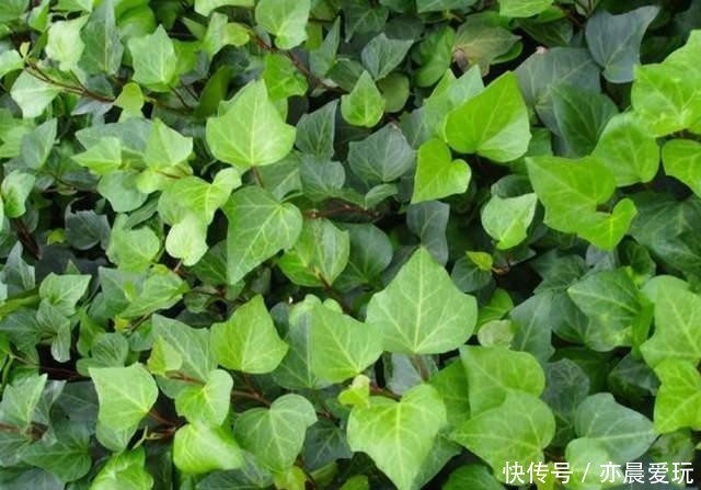 简单|适合卧室养的6种花,好看又实用,养起来也很简单