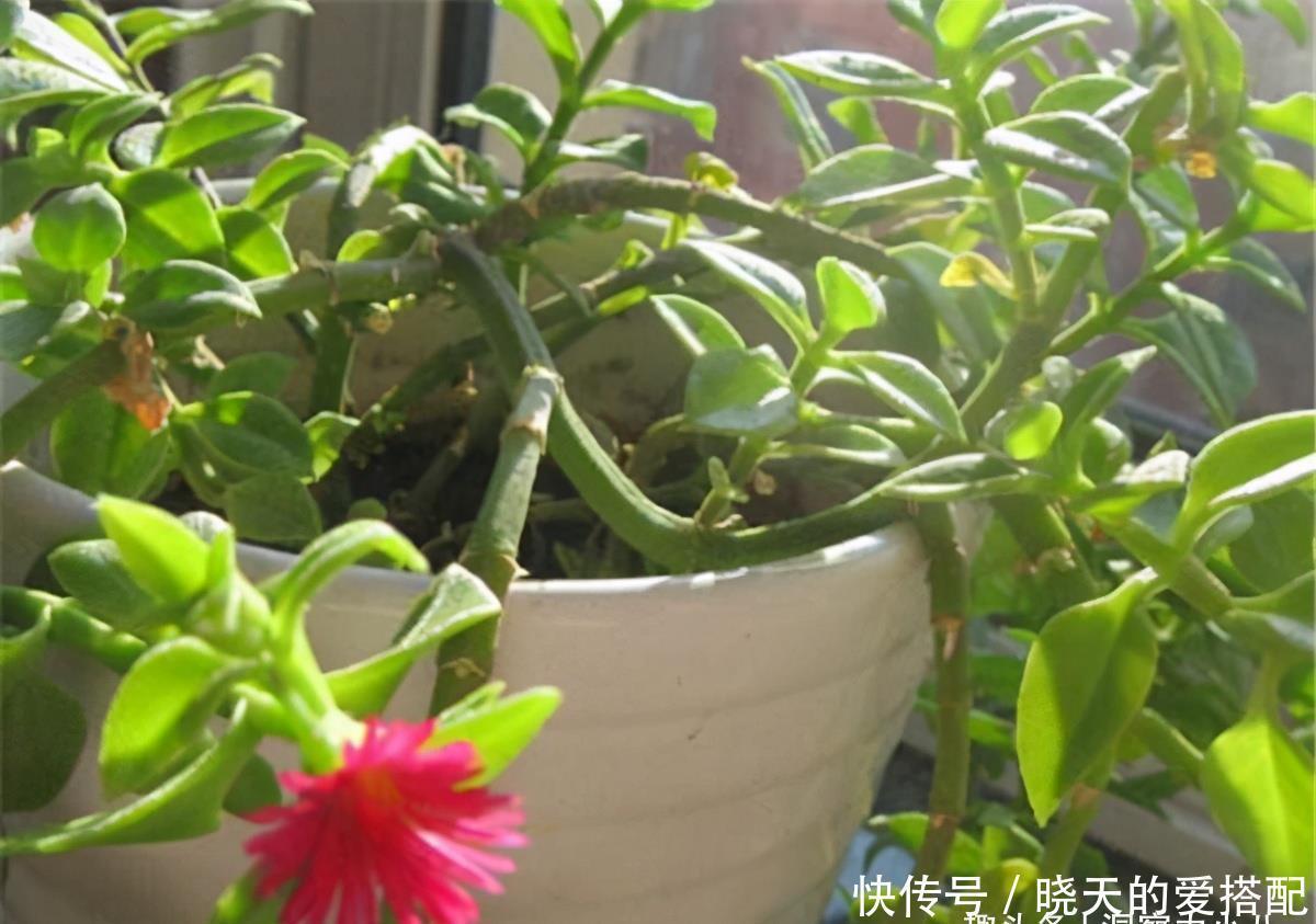 被低估的“三种花”,寓意好“营养价值高”,养一盆家人更健康
