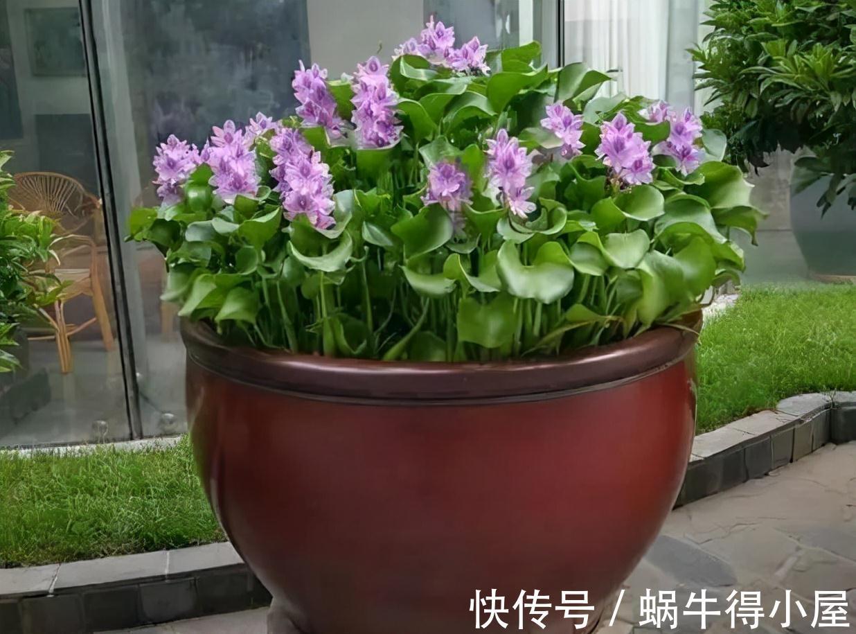 喜欢水的“7种花”，天天浇水也不怕，适合勤快的人