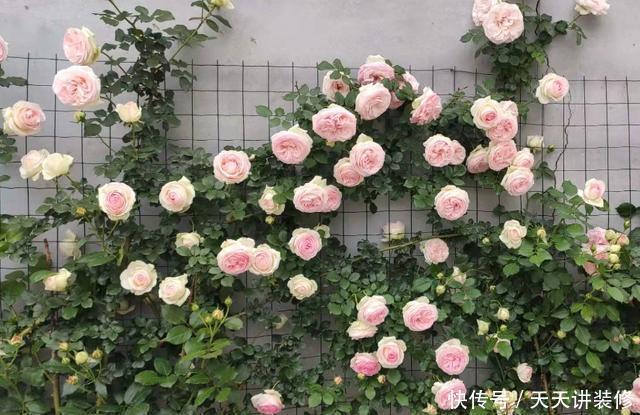 植株|这些“漂亮花”，夏天赶紧剪，剪得越狠，开花越多，剪错了没花看