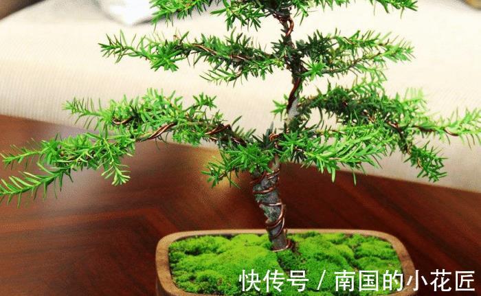 观赏价值|养殖红豆杉,作为园丁,该怎么让盆栽长得好看?