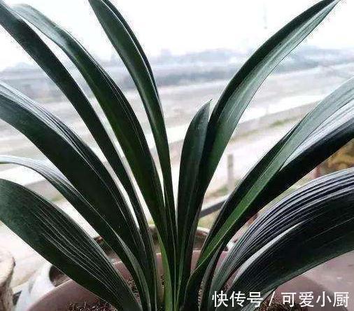 花友们|君子兰不会养,学会5招小技巧,叶片肥厚,开花一茬又一茬