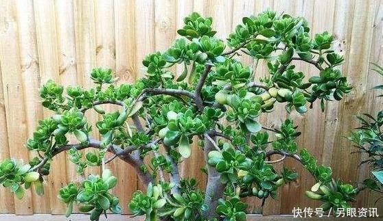 养花|玉树总是养不好这2种“体液”每月灌1碗,银花满树,1年成老桩