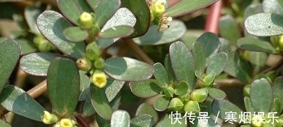 鱼腥草味辛|这3种野菜清肝明目效果好,营养价值高,天然解毒,让身体减负担