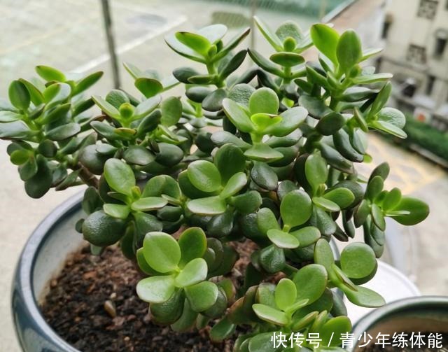 7种花“怕水”,浇水越多死得越快,管不住手的话,再有钱也别养!