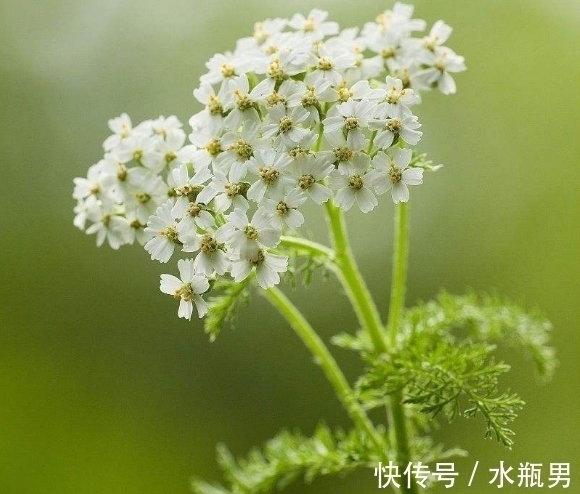 阿基里斯&此花小巧玲珑可爱,充满了诡异与神秘的色彩,寓意为粗心大意