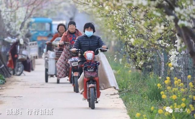 快乐老家：难忘醉美泗水梨园春